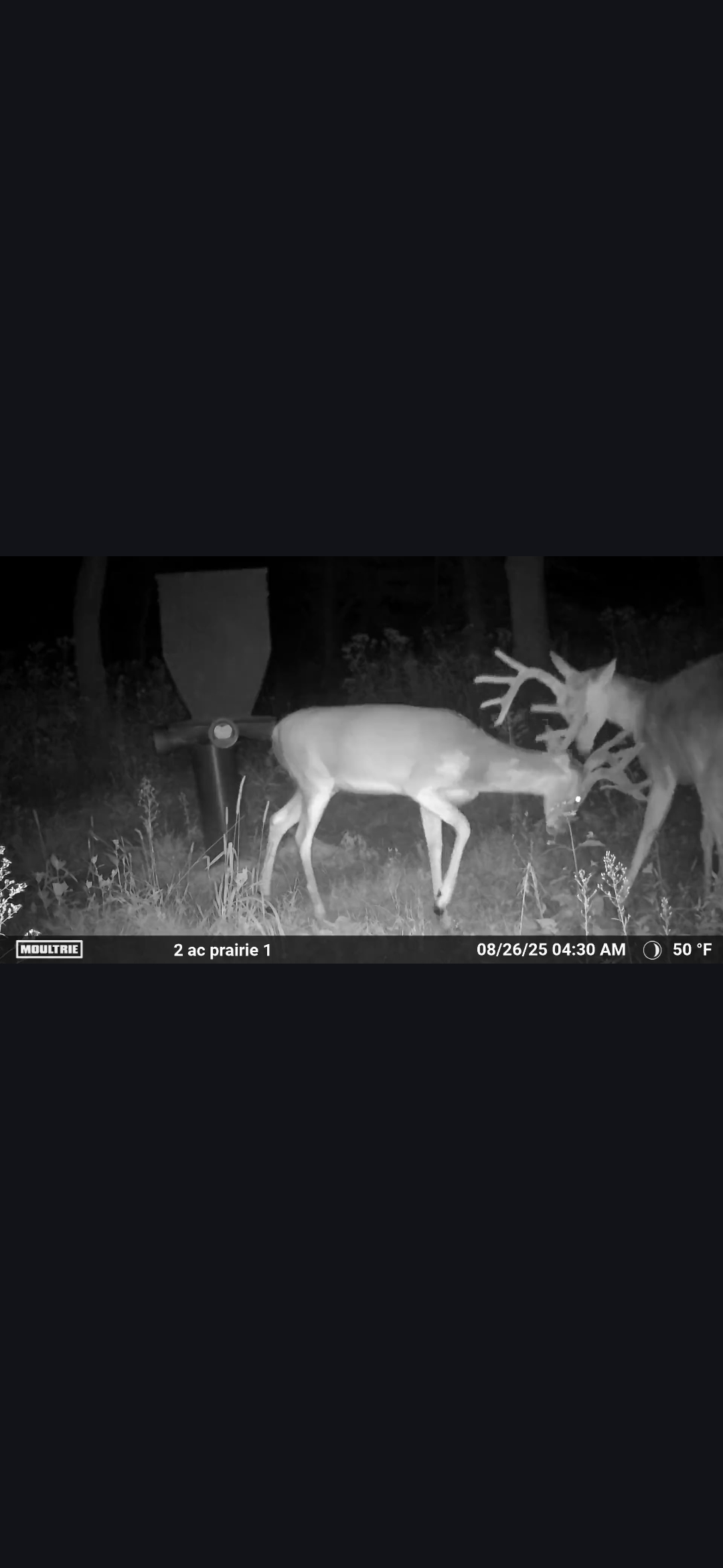 Hero Buck in Field